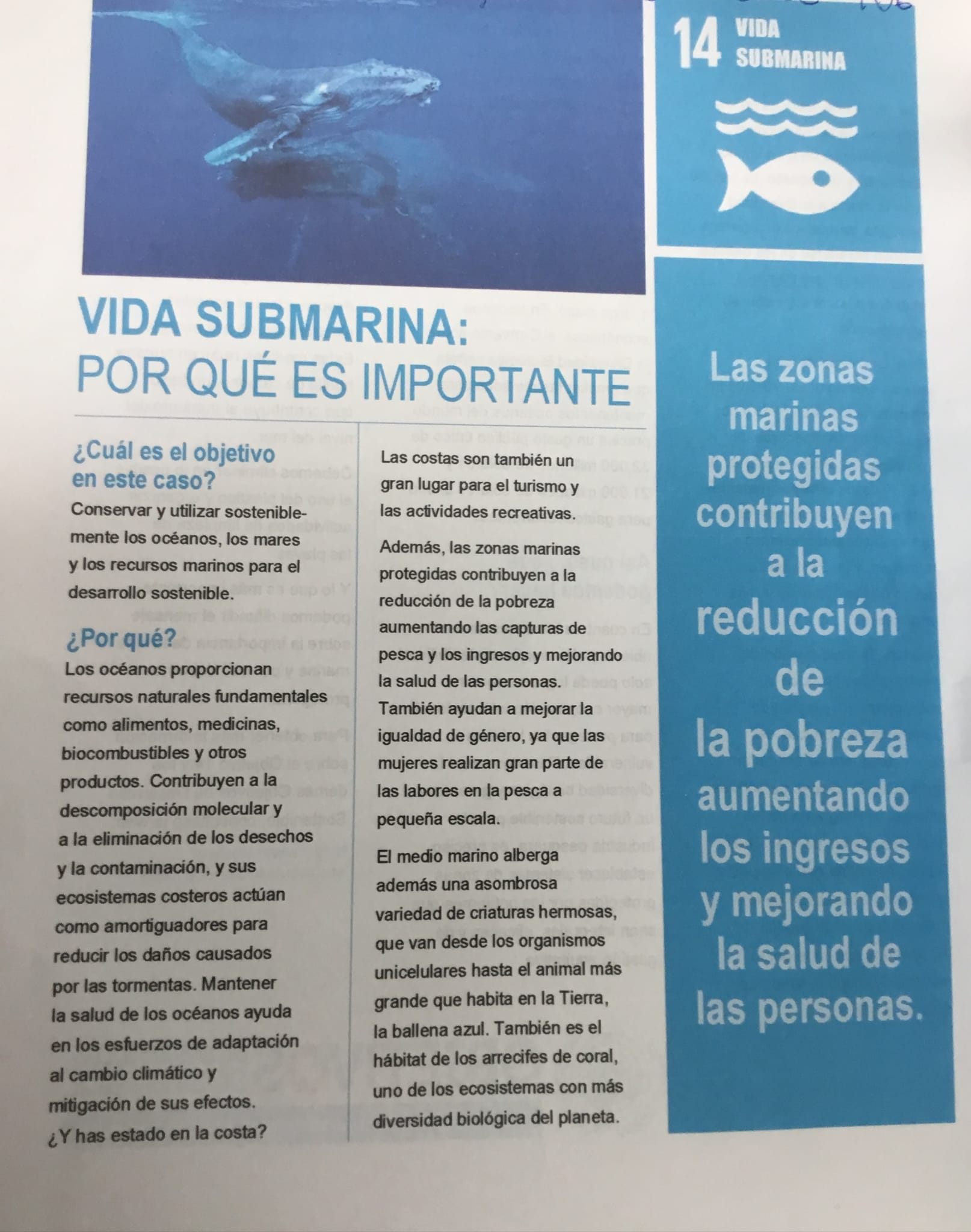 submarina